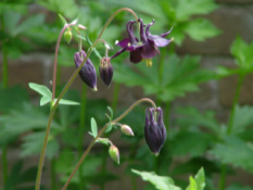 Aquilegia vulgarisWilde akelei bestellen